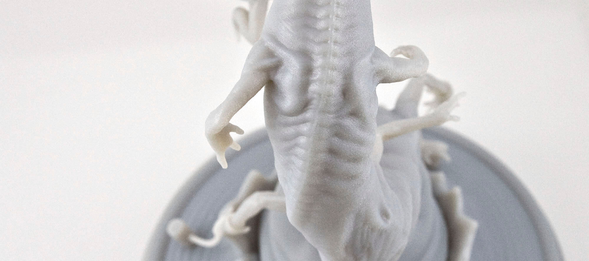 centipede_0013